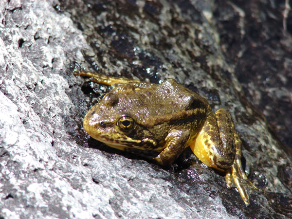 mountain yellow legged frog 