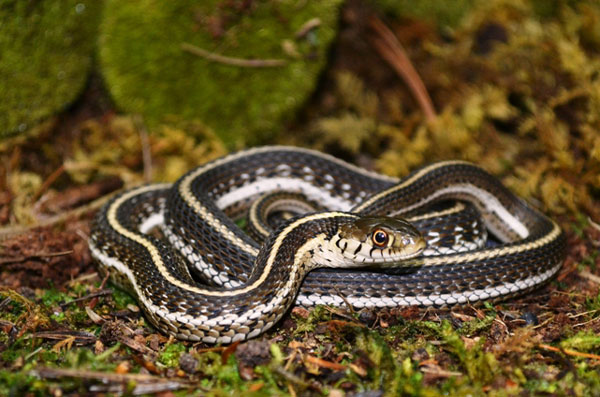 Northern Mexican garter snake