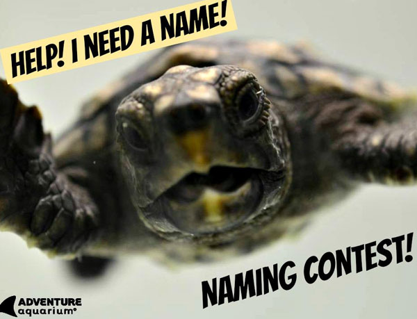 Name The Adventure Aquarium's Baby Loggerhead Turtle And Win!