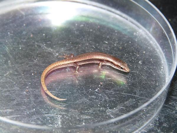 orange-tailed skinks