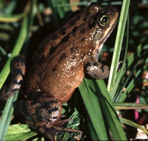 Oregon Spotted Frog