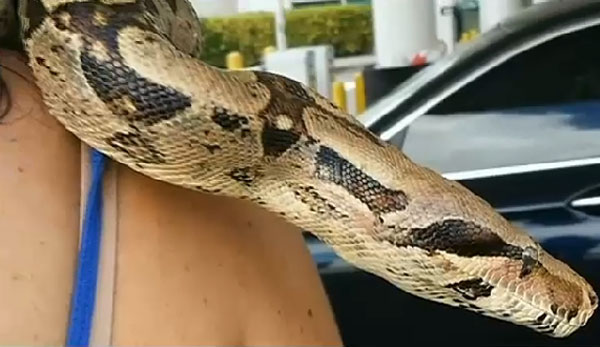 pet boa constrictor swallows christmas lights