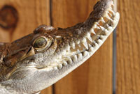 Two Philippine Crocodiles Added To Phoenix Herpetological Society Breeding Program