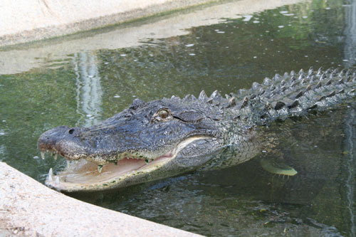 Phoenix Herpetological Society