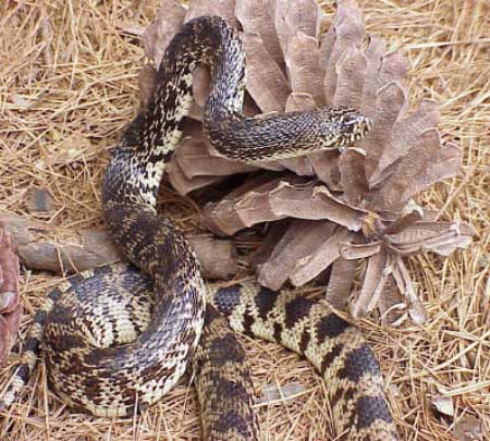 Louisiana pine snake 