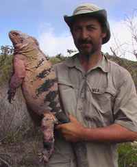 Galapagos pink land iguana