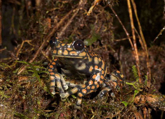 Prince Charles treefrog