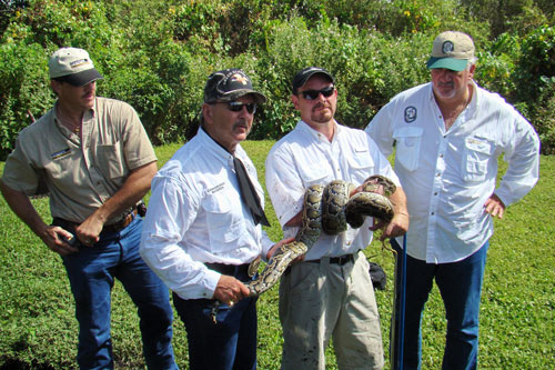 burmese pythons in the Everglades