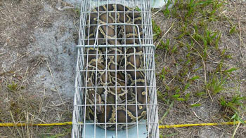 burmese python trapped in florida everglades