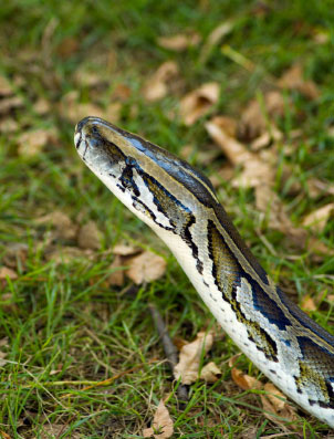 Burmese python