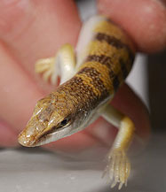 The Sandfish lizard moves identical to a snake when burrowing through the sand