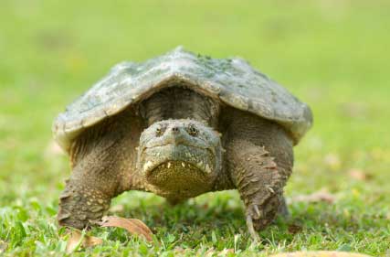 South Carolina Turtle