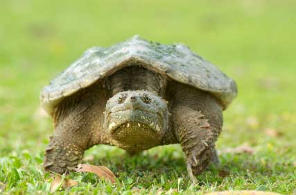 South Carolina Turtle Ban Proposal Reptiles Magazine