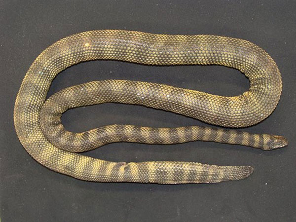 New Species Of Rough Scaled Seasnake Confirmed