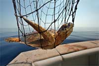 Sea Turtle Rescue