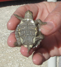 baby turtles 