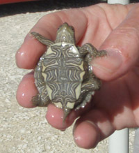 painted turtle for sale at petco