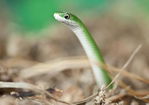 smooth green snake
