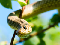 Snake Climbing 