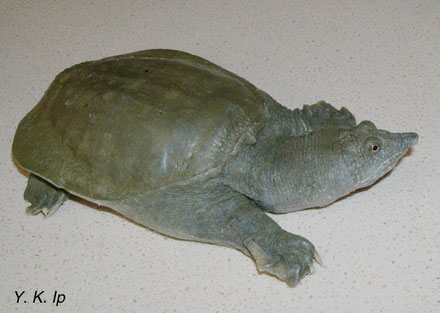 Chinese softshell turtle