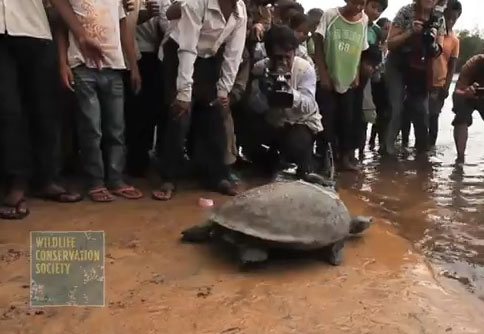 southern river terrapin