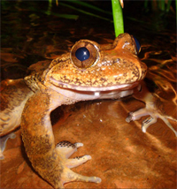 Frog Evolution Sheds Light On Tectonic Events