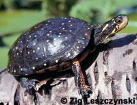 spotted turtle