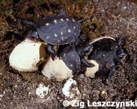 spotted turtle hatchlings