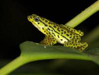 Rio Pescado stubfoot toad