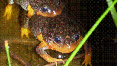 Australian sunset frog