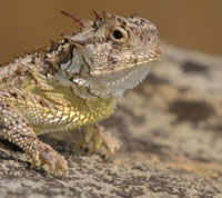 horned lizard