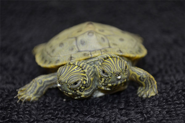 Texas River Cooter