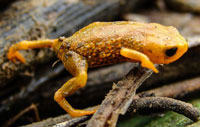 Brachycephalus tridactylus