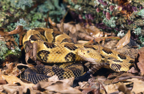 Timber Rattlesnake