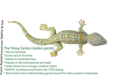 Tokay gecko