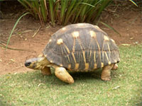 Tortoise Extinction
