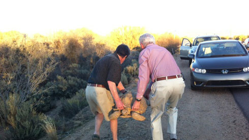 sulcata tortoise