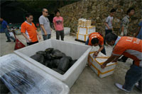 Hong Kong Turtles