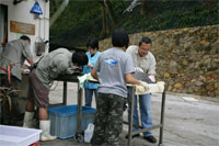 Hong Kong Turtles