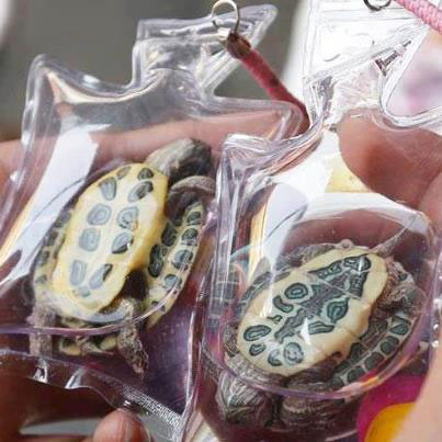 Live turtles sealed in bags