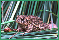 Wyoming toad