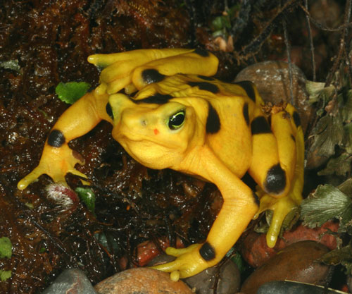 Panama's Golden Frog