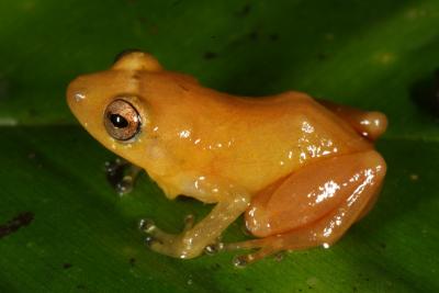 Yellow dyer frog