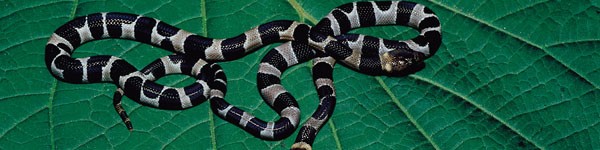 Dwarf Boa010