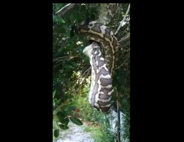 Snake Devours A Bat At Australian Home