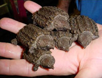 Illinois High School Receives $100,000 For Alligator Snapping Turtle Program