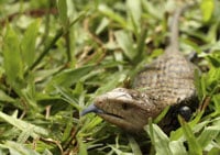 Australian Lizards Protected From Invasive Toad Toxins