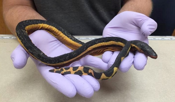 Yellow-Bellied Sea Snake Washes Ashore in Huntington Beach, Calif.