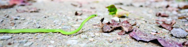 Snakeroad4