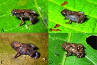 Two Tiny Frogs Deemed World's Smallest Discovered In Papua New Guinea